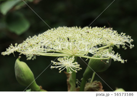 シシウドの花のあとの写真素材