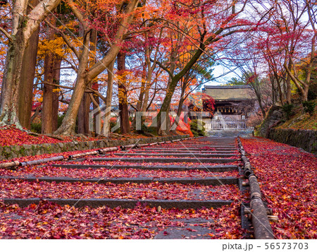毘沙門堂の紅葉と散りモミジ 56573703