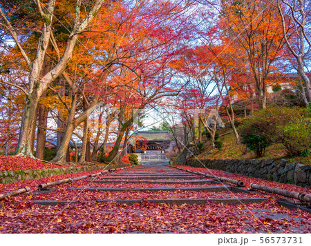 毘沙門堂の紅葉と散りモミジ 毘沙門堂の紅葉と散りモミジ 56573731