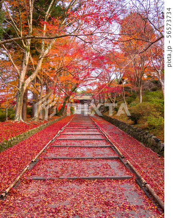 毘沙門堂の紅葉と散りモミジ 毘沙門堂の紅葉と散りモミジ 56573734