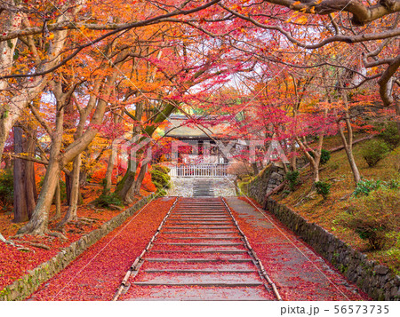 毘沙門堂の紅葉と散りモミジ 56573735