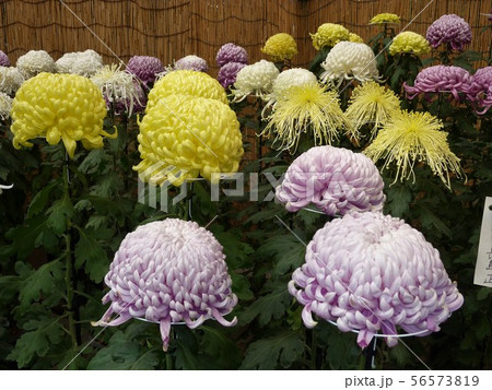 明治神宮の菊花展 明治神宮の菊花展 56573819