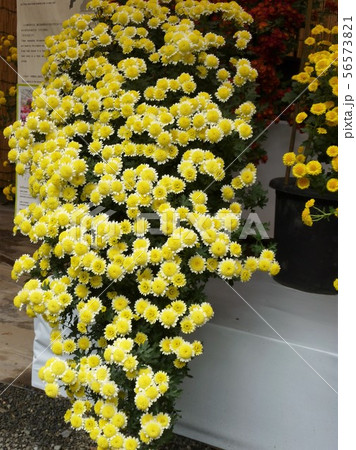 明治神宮の菊花展 56573821