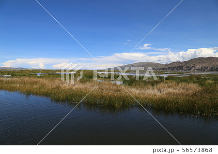 チチカカ湖　トトラ 56573868