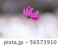 一輪のコスモス 56573910