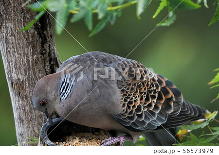 庭先の鳩 庭先の鳩 56573979