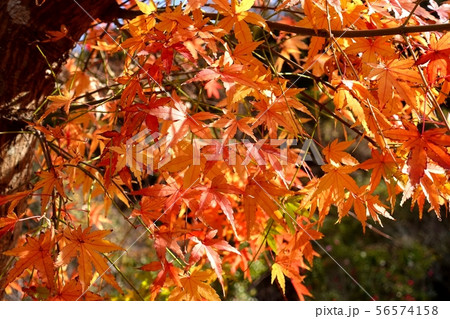 モミジ　紅葉　 木漏れ日　赤い　オレンジ 56574158