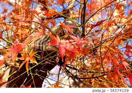 モミジ　紅葉　 木漏れ日　赤い　オレンジ 56574159