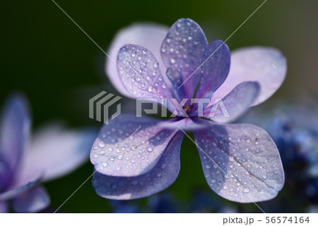 庭先の紫陽花 56574164