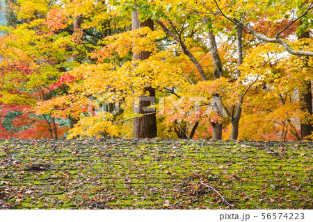 京都 高雄山神護寺の紅葉 56574223