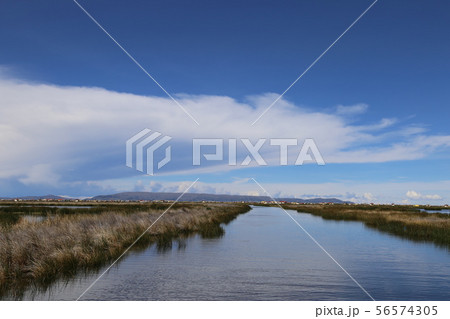 トトラ チチカカ湖 トトラ チチカカ湖 56574305