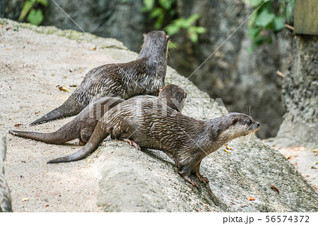 かわいいコツメカワウソのイメージの写真素材 56574372 Pixta