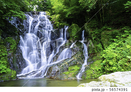 福岡を代表する夏の避暑地 美しい白糸の滝（福岡県糸島市） 56574391