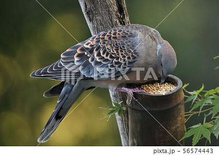 庭先の鳩 庭先の鳩 56574443