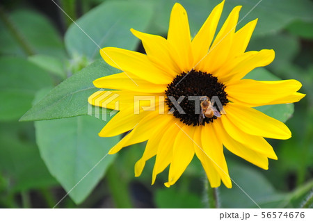 ひまわり ミツバチとひまわり 花一輪 夏の花 黄色い花 向日葵一輪 一輪のヒマワリの写真素材