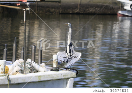 大神港で見かけたアオサギの特異ポーズ 56574832
