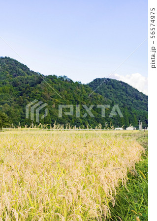 実りの秋 宮城県秋保町 実りの秋 宮城県秋保町 56574975