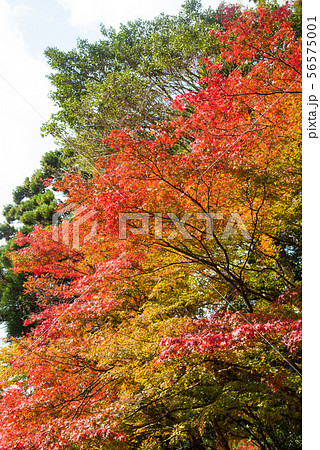 京都 高雄山神護寺の紅葉 56575001