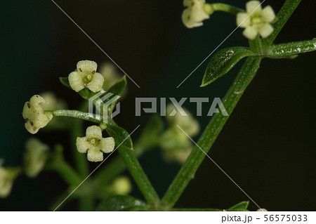 自然　植物　アカネ、花冠は通常五裂。ですがかなりいい加減。三裂と四列が同じ茎に、向こうに五裂が・・・ 56575033