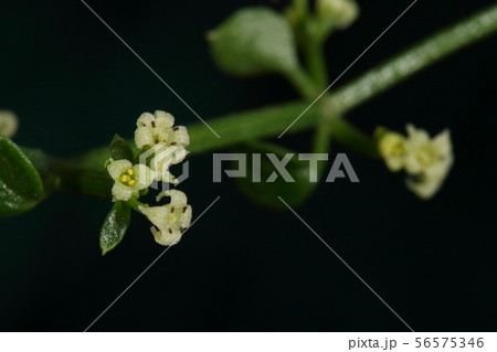 自然　植物　アカネ、花冠は通常五裂だそですが。三、四、六裂の花も。三裂の花は雄蕊も三本のようです 56575346