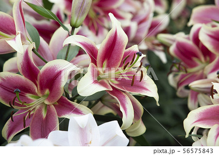 mix purple and white lily mix purple and white lily 56575843