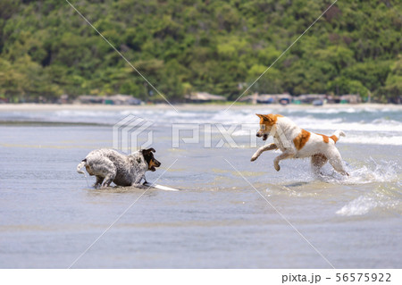 Two dogs are playing on the beach. Two dogs are playing on the beach. 56575922