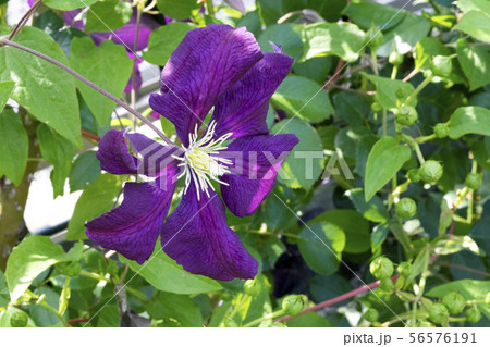 クレマチス　エトワールバイオレット 56576191