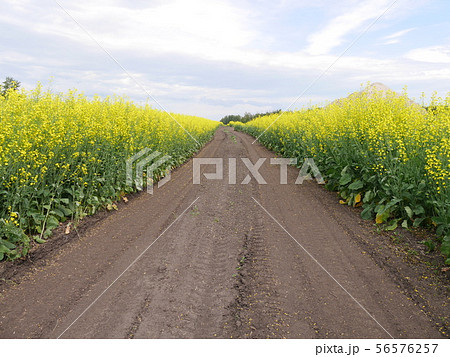 菜の花畑と道 56576257