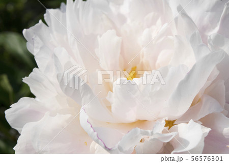 シャクヤク　キャサリンフォンテン 56576301