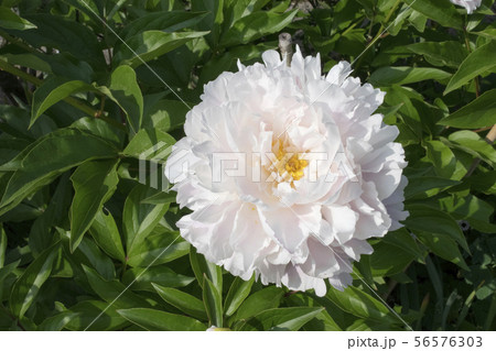 シャクヤク　キャサリンフォンテン 56576303