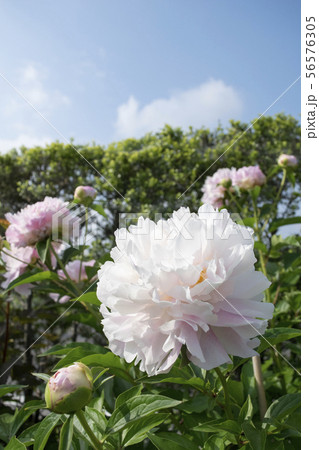 シャクヤク　キャサリンフォンテン 56576305