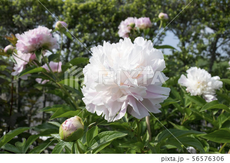 シャクヤク　キャサリンフォンテン 56576306