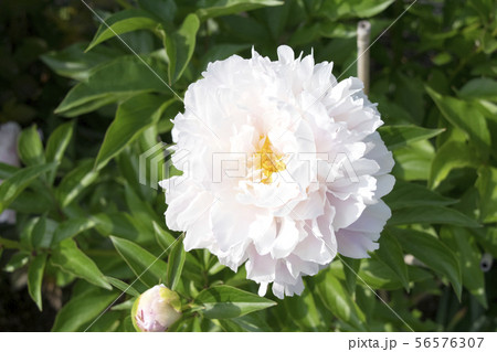 シャクヤク　キャサリンフォンテン 56576307