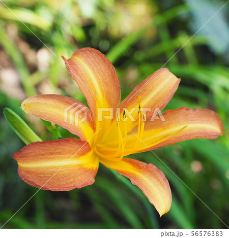 忘れ草-ノカンゾウ- 忘れ草-ノカンゾウ- 56576383