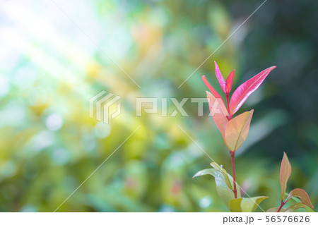 Christina tree in natural garden Christina tree in natural garden 56576626
