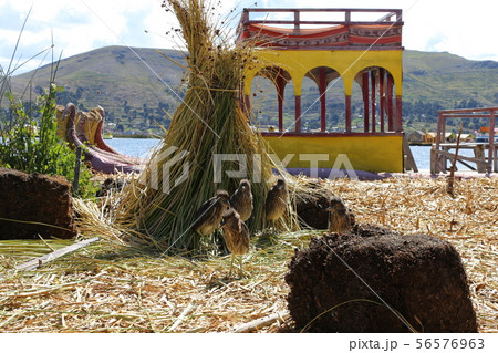 ウロス島　ペット 56576963