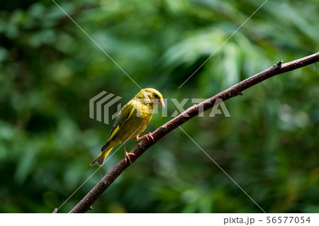 An Beautiful Greenfinch An Beautiful Greenfinch 56577054