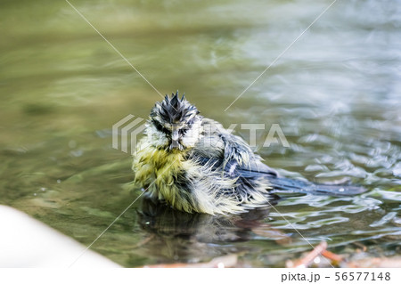 An blue tit 56577148