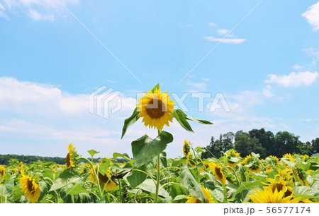 ひまわり　夏　田舎　空　元気　杤木 56577174