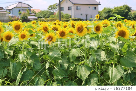 ひまわり　夏　田舎　空　元気　杤木 56577184