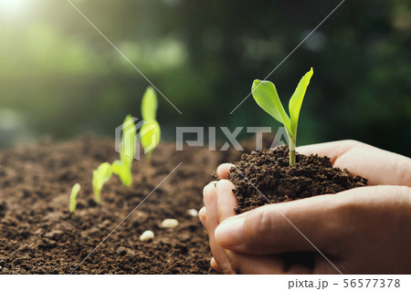 hand holding young corn for planting in garden 56577378