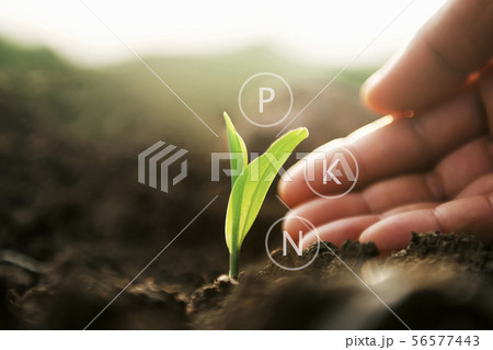 plant growing with hand and digital mineral icon. 56577443