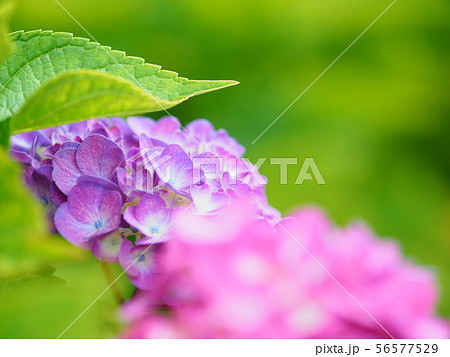 紫陽花 紫陽花 56577529