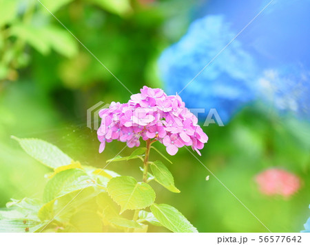紫陽花 56577642