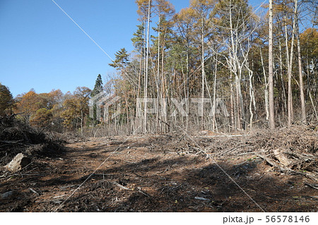 森林伐採 56578146