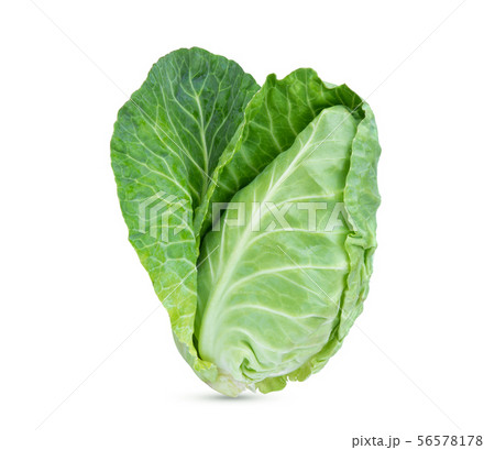 fresh green pointed cabbage isolated on white 56578178