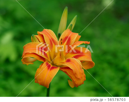 鮮やかなオレンジ色のヤブカンゾウ 56578703