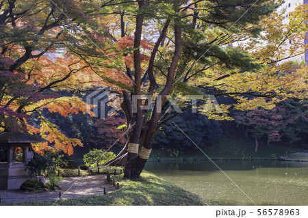 （東京都）小石川後楽園　紅葉 56578963
