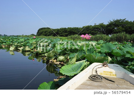 7月　館林28城沼花ﾊｽ遊覧船･つつじが岡公園 56579454