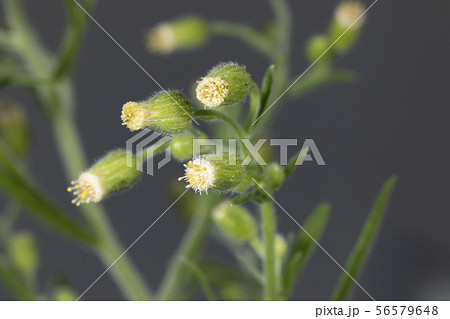 オオアレチノギク オオアレチノギク 56579648